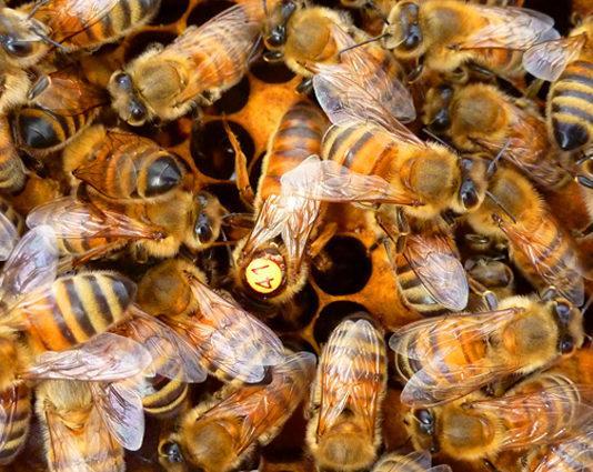 belfast ana arının özellikleri