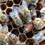 2019 Yılı Arı Satışı 1