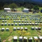 2019 Yılı Arı Satışı 2