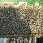 2019 Yılı Arı Satışı 5