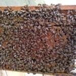 2019 Yılı Arı Satışı 6