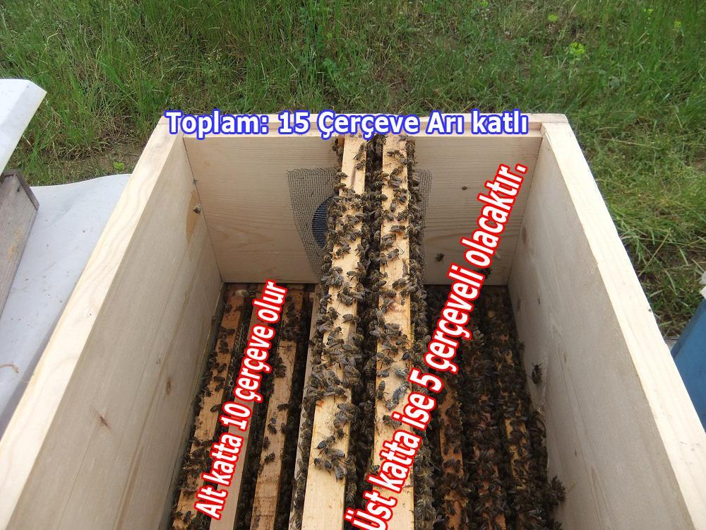 15 çerçeveli paket arı