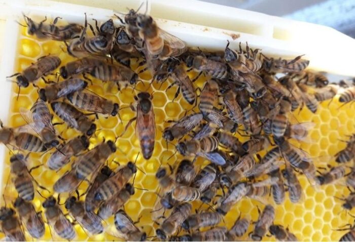 efe ana arı 2 efe ana arı 2