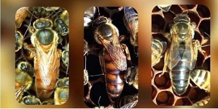yeni başlayanlar için arıcılık 1