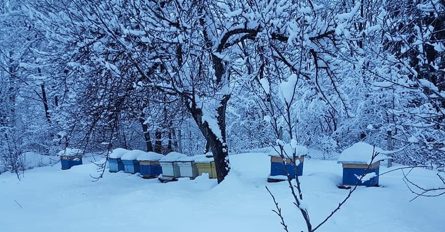 yeni başlayanlar için sabit arıcılık