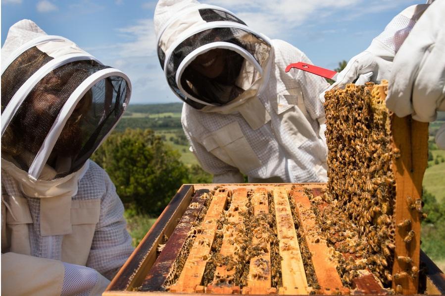 arı bölme ve birleştirme 1