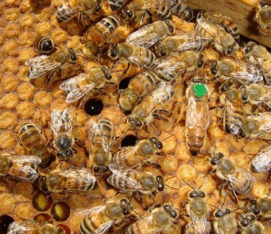 2019 yılı ana arı desteklemesi