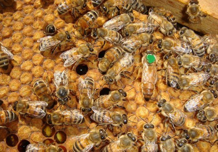 2019 yılı ana arı desteklemesi