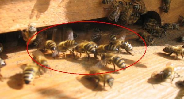 Bir kovanda ana arı yoksa o kovanın varlığından söz etmek yanlış olur. Ana arı olmazsa ne olur ve kovanı durumu hakkında gerekli bilgilendirmeler yapacağız. Bu yüzden dolayı anasız koloniler konusunda daha dikkatli olarak zamanında tedbir almanız gerekiyor. Arılar uçma deliğinin önünde heyecanlı ve stresli bir şekilde sağa ve sola doğru hareket ederler. Analı kovan ile anasız bir kovanı yan yana koyduğunuz zaman ikisi arasındaki sesinden de anlaşılır. Anasız arı kovanı daha çok vızıltılı ve fazla ses çıkarır. Kovanın kontrolü aşamasında kovanı üstten açıp kontrol ettiğinizde arılar çerçeve üzerlerinde arkalarını yukarıya kaldırarak hızlı hızlı kanat çarparlar. Anasız olanın anlamak için normal analı kovanda anası olan çerçeveyi bir köşeye alın diğer tarafta kalan işçi arılar analı çerçeveye gitmek için hummalı bir şekilde hücum ederler. Kovanın kontrol esnasından çerçeveleri kontrol ederken işçi arılar sağa sola dağılır gider ve çerçeve üzerinde işçi arılar düzgün bir şekilde gezmiyorsa yine ana arının olmadığına işarettir. Aynı zamanda bu şekilde kontrol esnasında arıları ağlamaklı bir şekilde seslerin sürekli olduğu görülmektedir. Anası olan kovanda işçi günlük düzenli polen akışını sağlarlar ve kovan önünde durduğunuz zaman bu durumu görebilirsiniz. Eğer kovanda ana arı olmadığı zaman arılarda ana arı yoksa biz niye çalışıyoruz edasıyla çalışma işini bırakırlar. Kovanda kapalı ve açık yavru yoksa ana arı olmadığı anlamına gelir tabi bu yavru olmama durumu zamana göre değişebilir. Kış mevsiminde olmayabilir eğer tam böyle arıların gelişim zamanında yoksa yavru bilin ki o kovanda ana arı faaliyeti durmuş demektir. Kovan önünde genel olarak nöbetçi arılar vardır. Bu arılar kovana önüne gelen arıyı kontrol edip içeri salar eğer kovanda ana arı yoksa bu görevi yapacak olan arılar kovan önünde bulunmazlar. Kovanın dışına vurulduğunda tiz bir sesi gelip kesiliyorsa sağlıklı yoksa vurduktan sonra ses sürekli şekilde geliyorsa o kovanda sağlıksız ve anası olmayabilir. Yukarı da yazdıklarımız doğrultusunda bir kovanda arı olmadığı durumunda neler ile karşılabileceğimizi yazdık. Konu hakkında yine sorularınız olursa yorumla kısmında bizlere sorabilirsiniz.