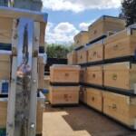 istanbul satılık arı 2