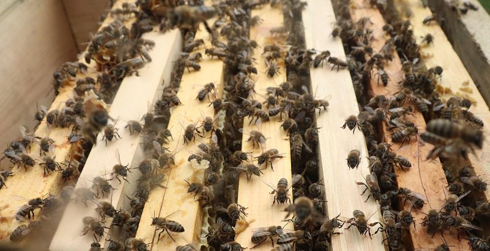 2020 yılı canlı arı satışı 2