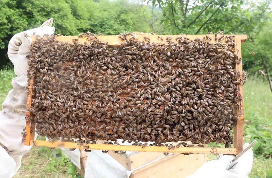 2020 yılı canlı arı satışı 3