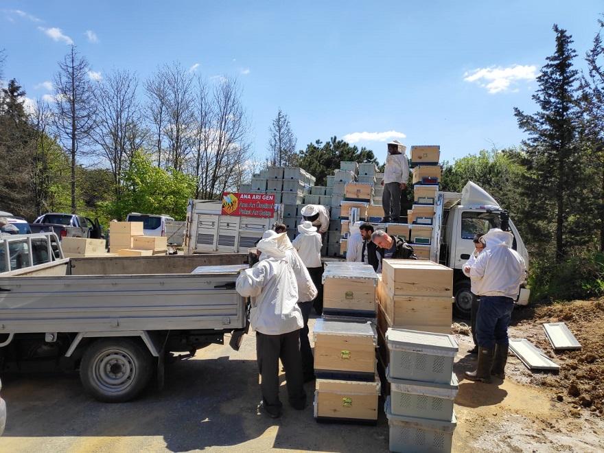 2020 yılı canlı arı satışı 4