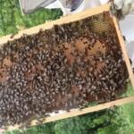 2020 yılı paket arı fiyatları 1