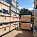 2020 yılı paket arı fiyatları 10