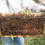 paket arı siparişi 1