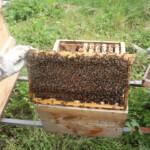 paket arı siparişi 2