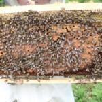 paket arı siparişi 3