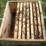 paket arı siparişi 4