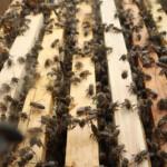 paket arı siparişi 5