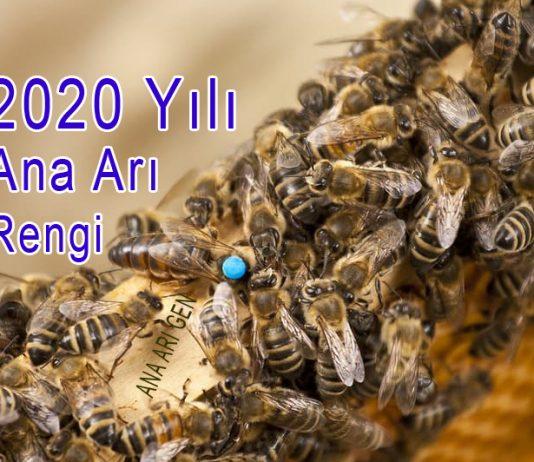 2020 yılı ana arı rengi