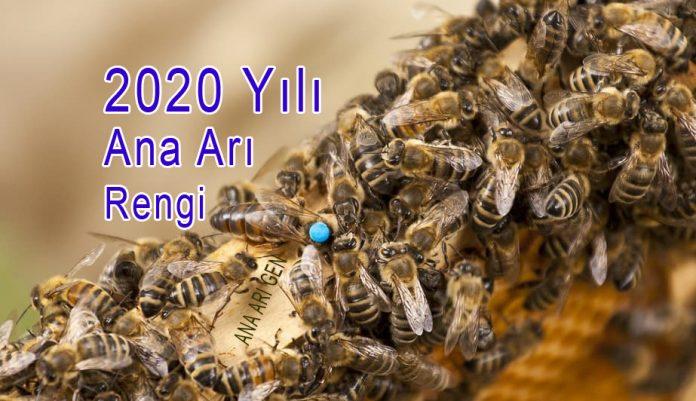 2020 yılı ana arı rengi