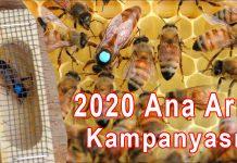 2020 ana arı kampanyası 1