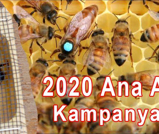 2020 ana arı kampanyası 1
