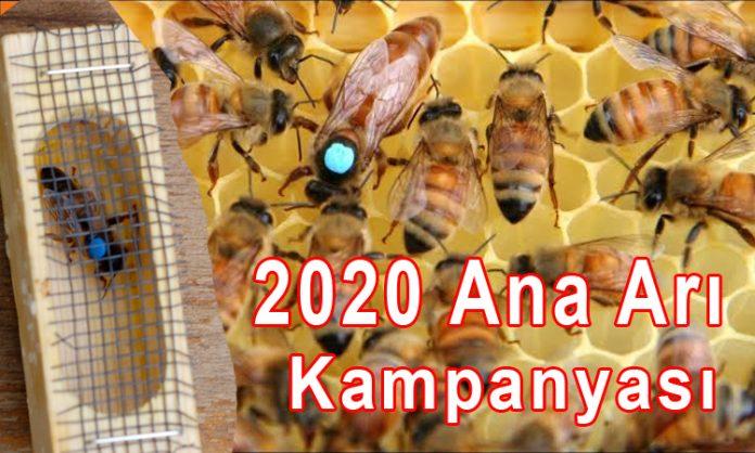 2020 ana arı kampanyası 1