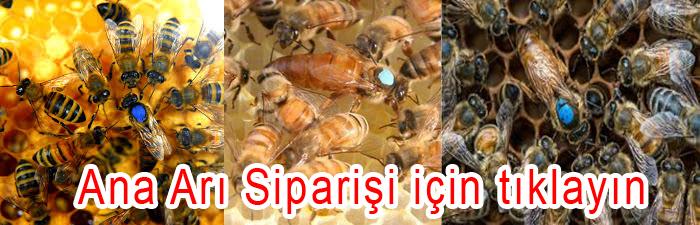 ana arı siparişi için tıklayın