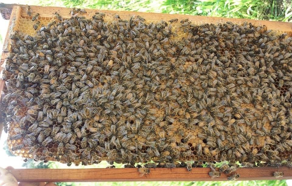 2020 arı satışı 1