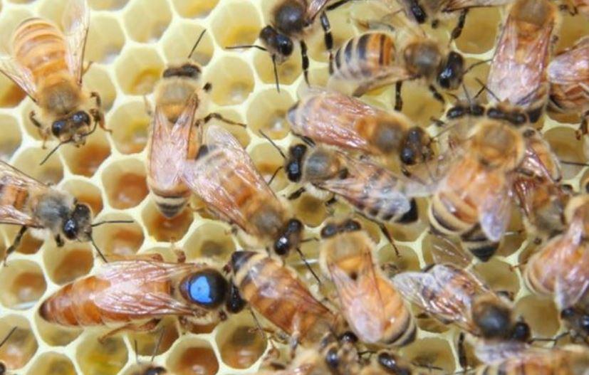 2020 arı satışı 2