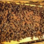 2020 arı satışı 3