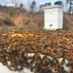 2020 arı satışı 4