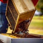 2020 arı satışı 5