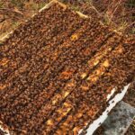 2020 arı satışı 6