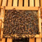 2020 arı satışı 7