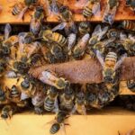 2020 arı satışı 8