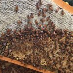 2020 arı satışı 9