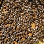 2021 paket arı satışı 1