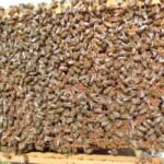 2021 paket arı satışı 2