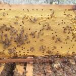 2021 paket arı satışı 3