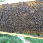 2021 paket arı satışı 4