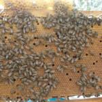 2021 paket arı satışı 5