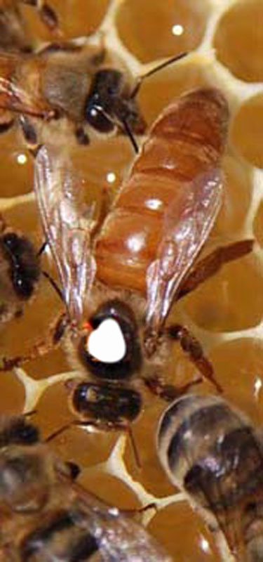 2021 yılı ana arı fiyatları 2