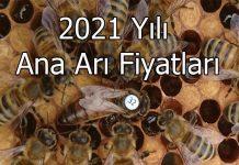 2021 yılı ana arı fiyatları