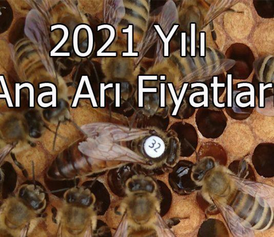 2021 yılı ana arı fiyatları