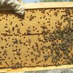 2021 yılı arı fiyatları 1