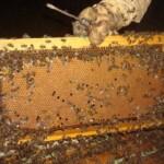 2021 yılı arı fiyatları 2