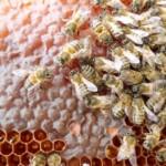 2021 yılı arı fiyatları 3